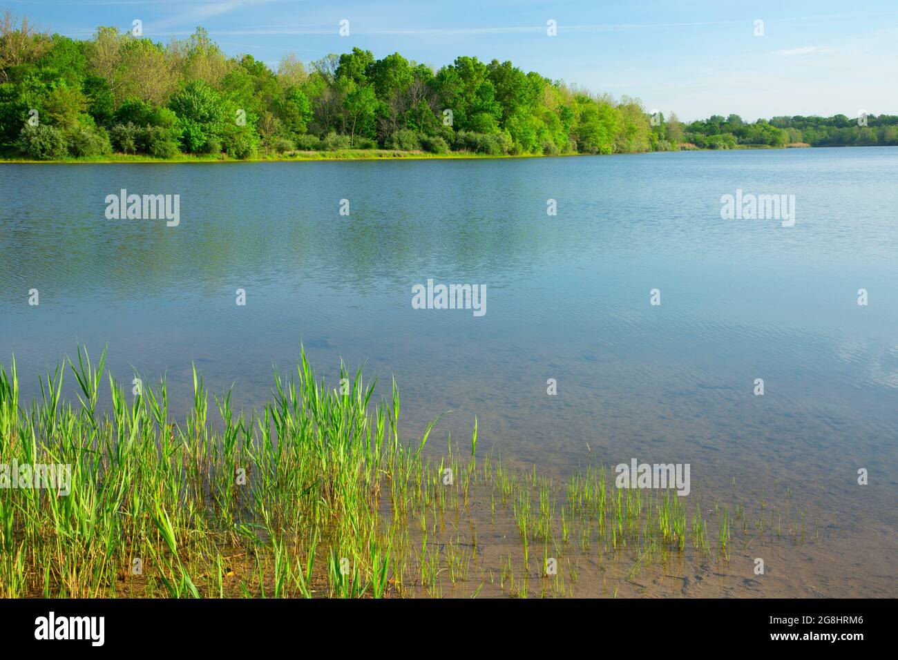 West Lake, Dugger Unit, Greene Sullivan State Forest, Indiana Stock
