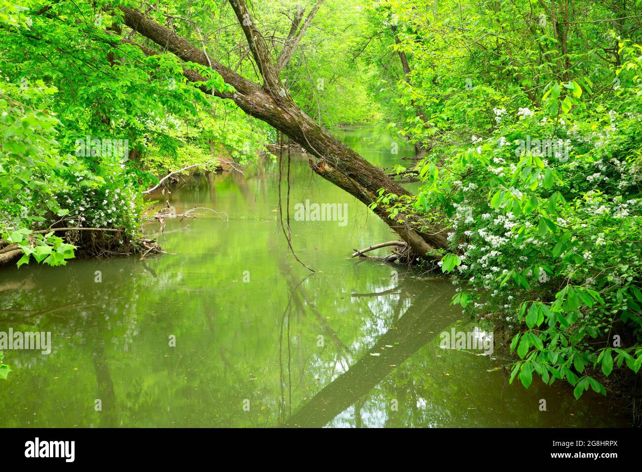 South Fork Patoka River, Patoka River National Wildlife Refuge, Indiana
