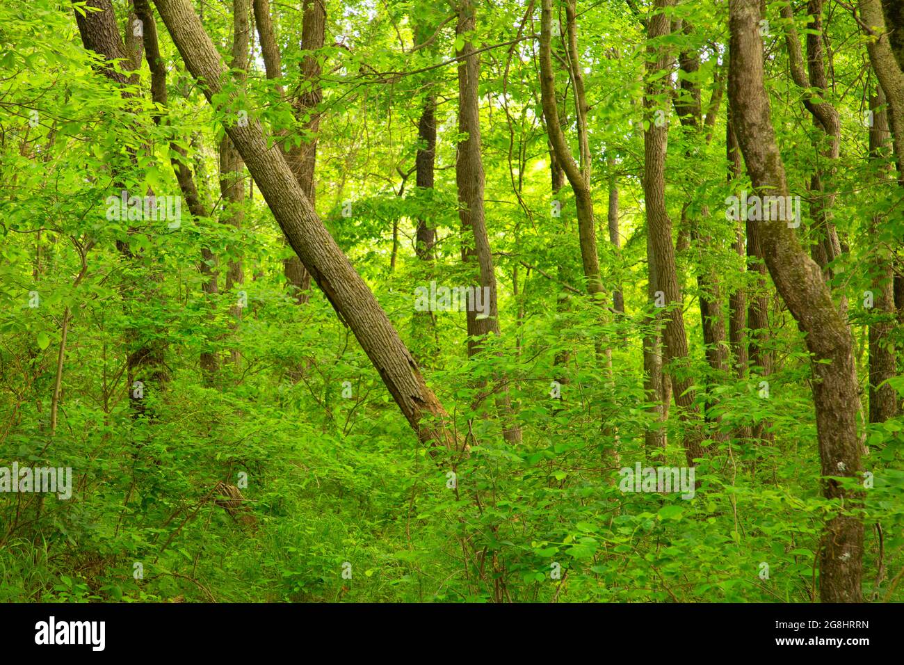 Forest, Patoka River National Wildlife Refuge, Indiana Stock Photo Alamy