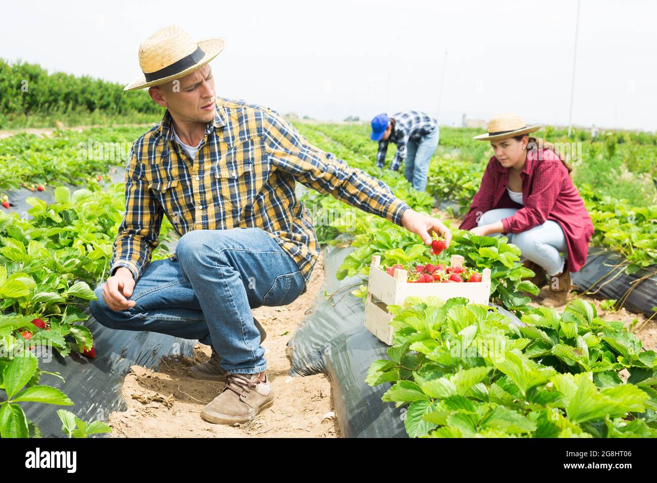 Team of farmers picking strawberry at farm Stock Photo - Alamy