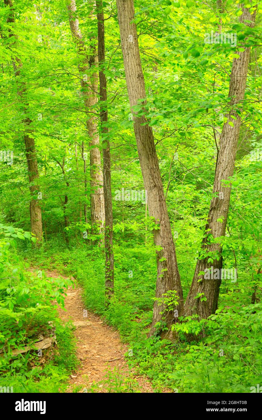Buzzards Roost Trail, Hoosier National Forest, Indiana Stock Photo Alamy