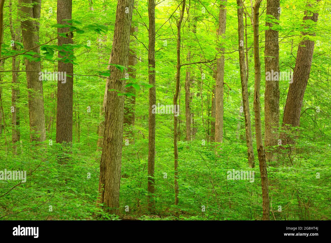 Ancient forest, Pioneer Mothers Memorial Forest, Hoosier National