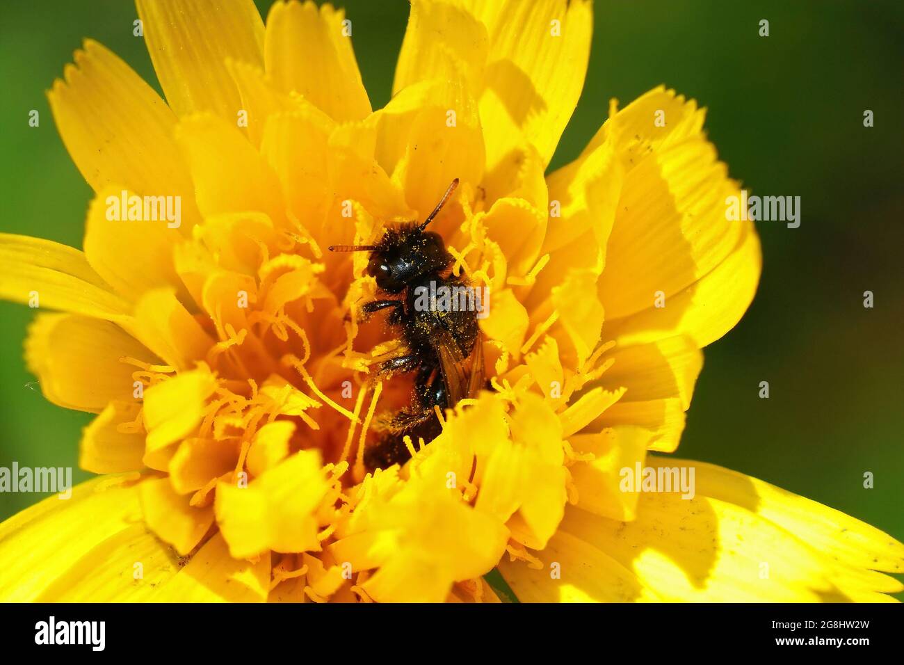 Closeup of a shaggy bee pollinating on the yellow flatweed flower Stock Photo