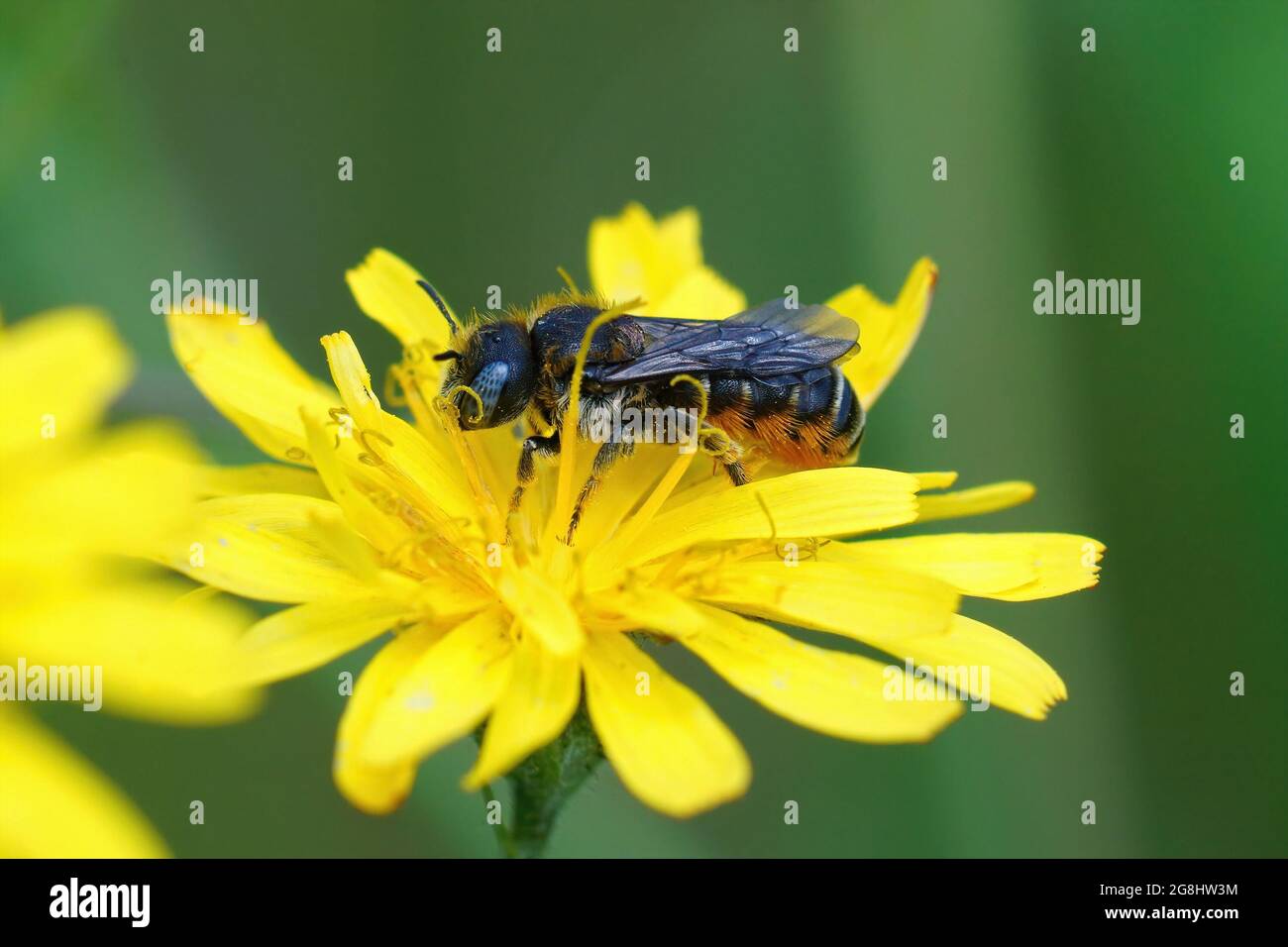 Closeup of the Spined mason bee pollinating on the yellow flatweed flower Stock Photo