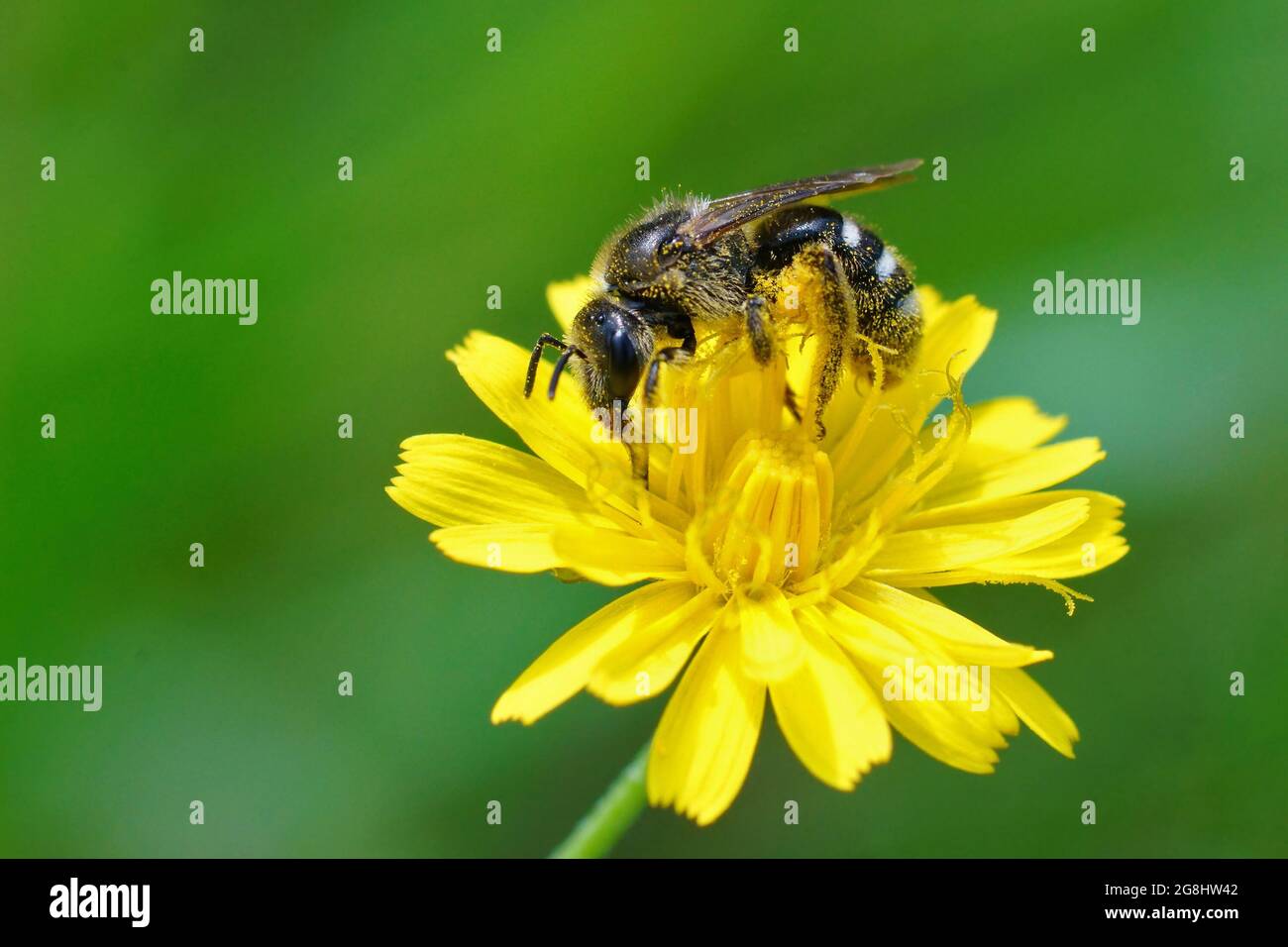Closeup of a bull-headed furrow bee pollinating on a yellow Flatweed flower Stock Photo