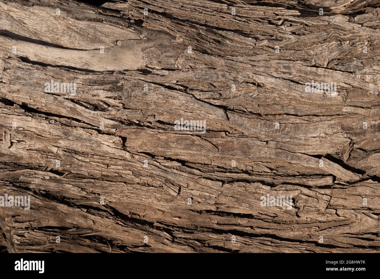Carob tree hires stock photography and images Alamy