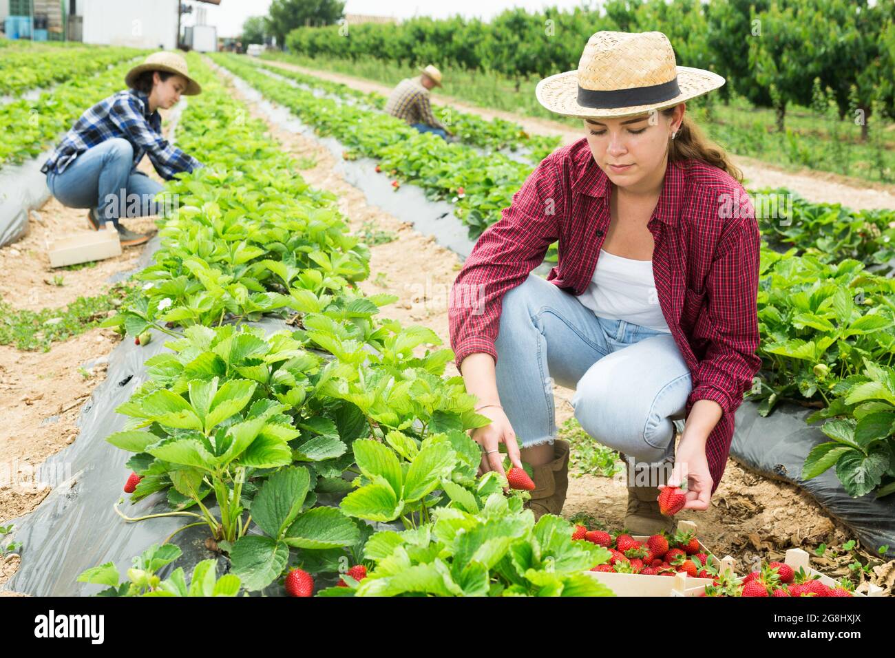 Team of farmers picking strawberry at farm Stock Photo - Alamy