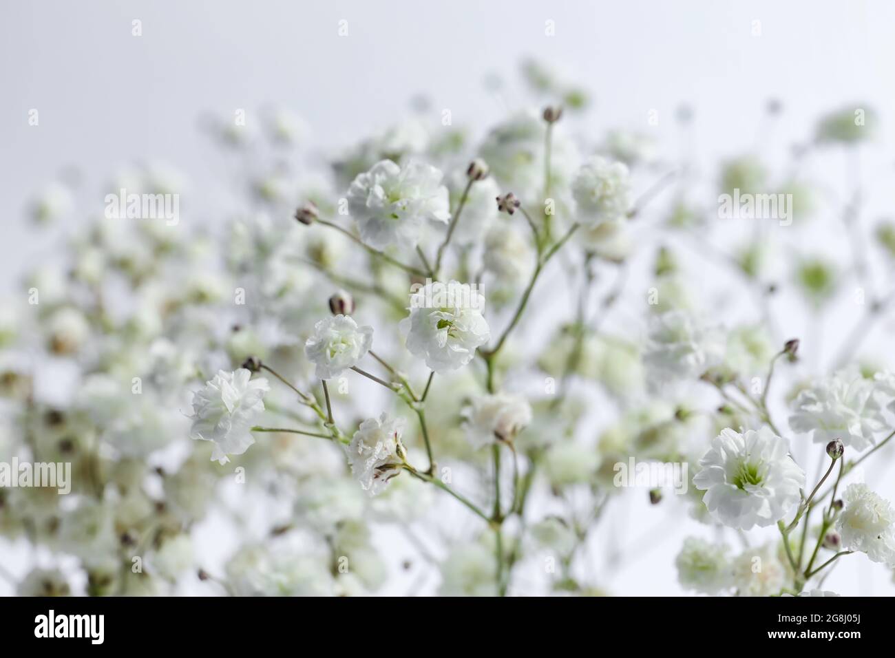 Beautiful gypsophila flowers on light background Stock Photo - Alamy