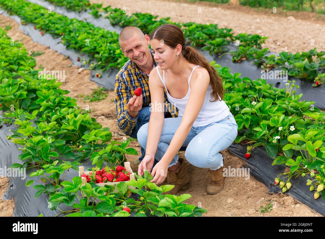Young couple picking strawberry at farm field Stock Photo - Alamy