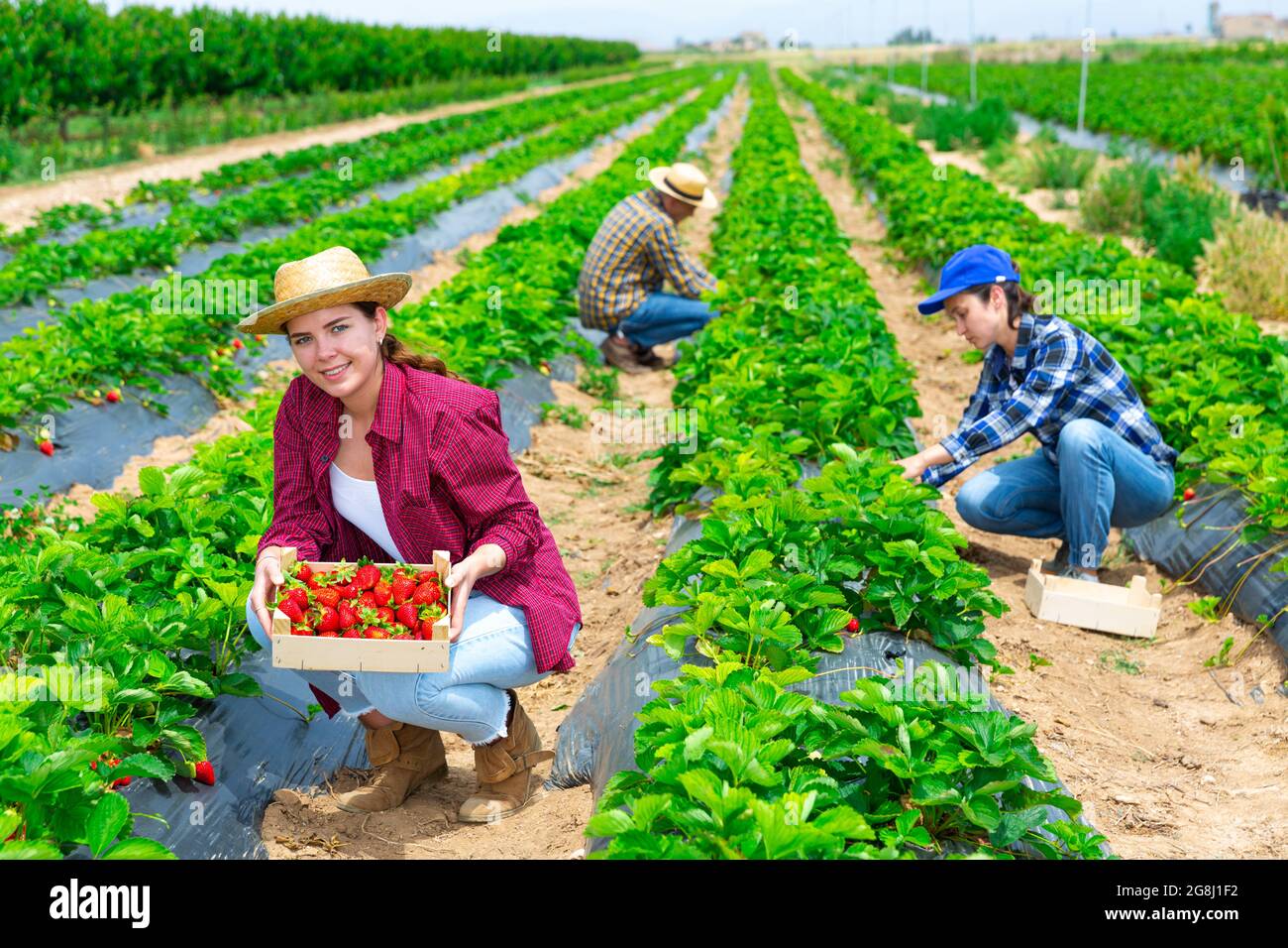 Woman farm worker harvesting strawberry at field Stock Photo - Alamy