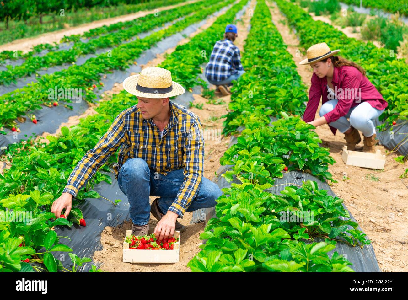 Man picking ripe sweet strawberries on farm plantation Stock Photo - Alamy