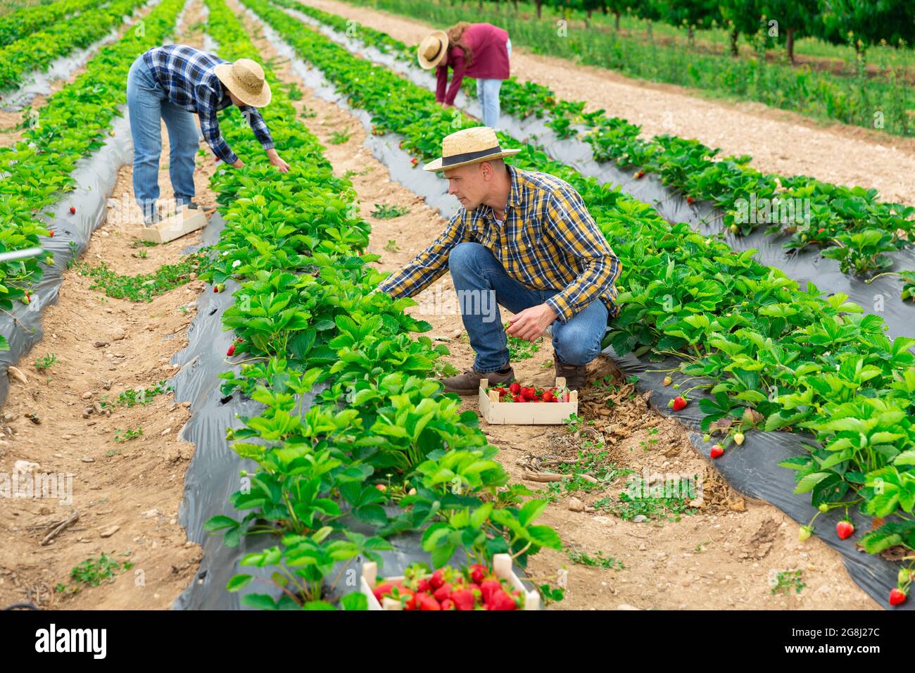 Farmer harvesting ripe strawberries on farm plantation Stock Photo - Alamy