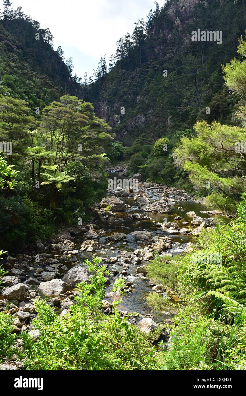 Waitawheta River with many boulders in shallows flowing from narrow gorge into valley with native bush. Stock Photo