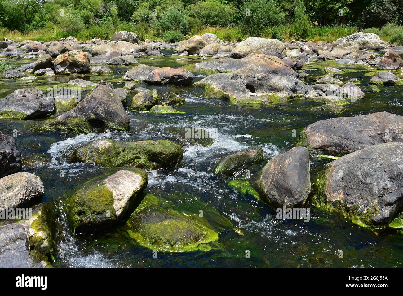 Numerous boulders in shallow clear river full of green algae growth. Stock Photo