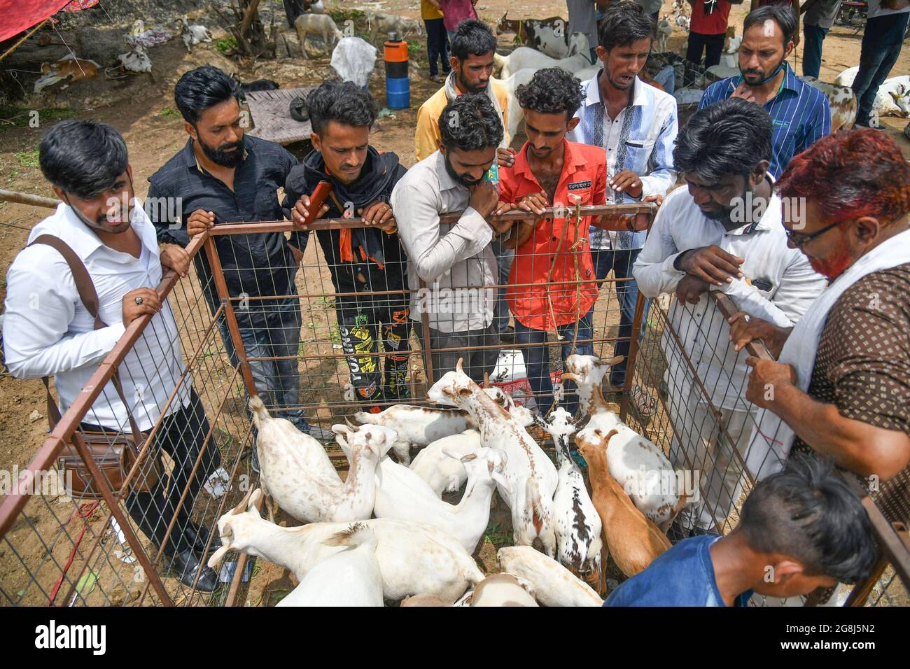 Goats to sell in Bakra Mandi ahead of the Eid-al-Adha Muslim festival in  Ajmer. (Photo by Shaukat Ahmed/Pacific Press/Sipa USA Stock Photo - Alamy