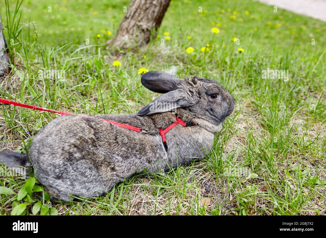 Rabbit Lively Big rabbit in forest. Lovely and lively bunny in nature Stock Photo - Alamy
