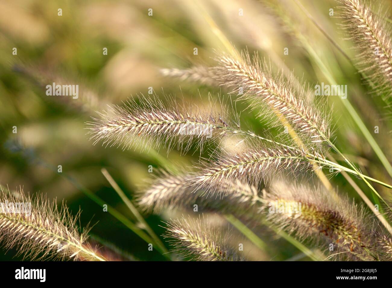 Selective focus of the growing fluffy Fountain grass gleaming under the sunrays in the field Stock Photo