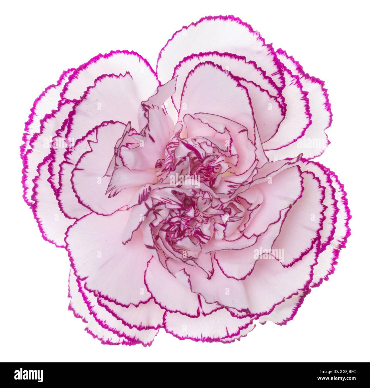 White flower with purple edges, isolated on white Stock Photo Alamy