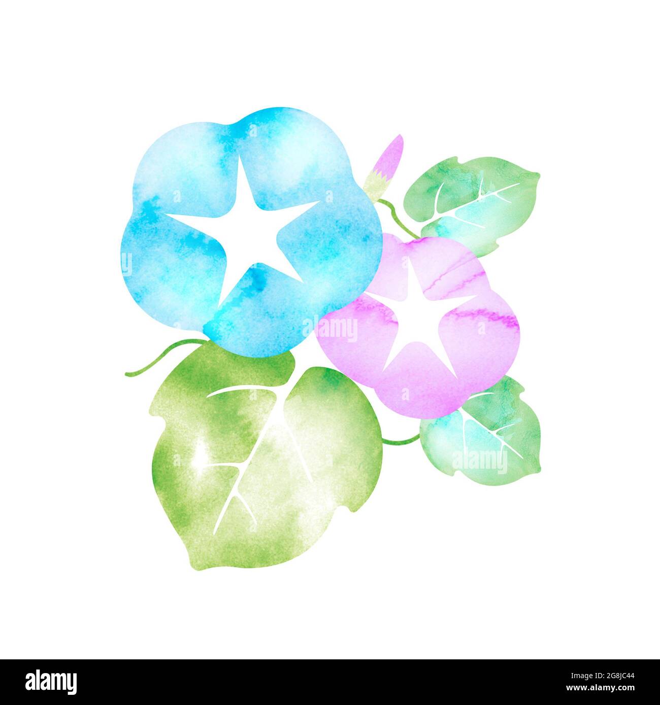 Summer motif watercolor painting illustration for summer greeting card etc. | morning glory flower Stock Photo