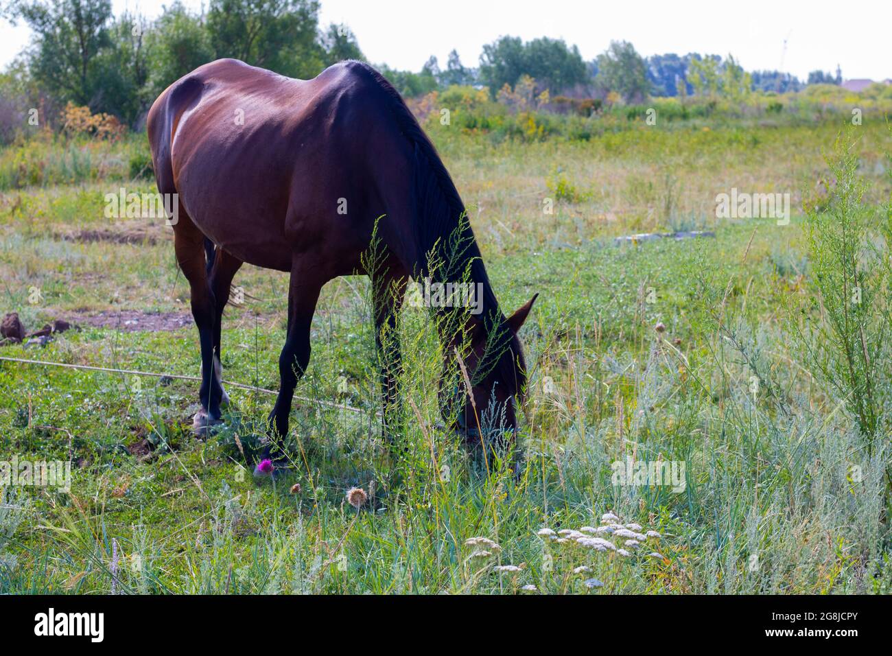 Dark brown horse eating grass in the village Stock Photo