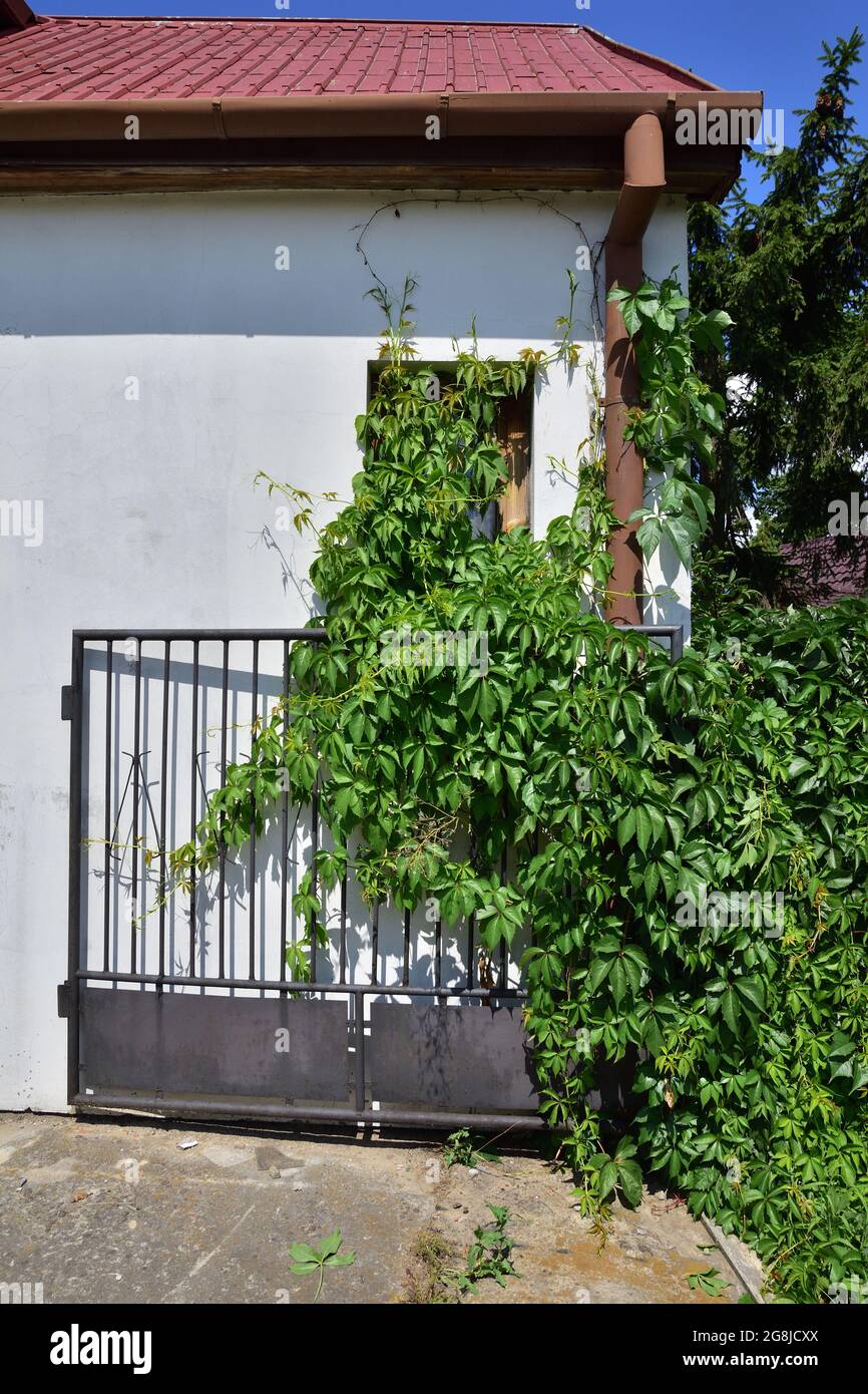 Vine grows on fence hi-res stock photography and images - Alamy