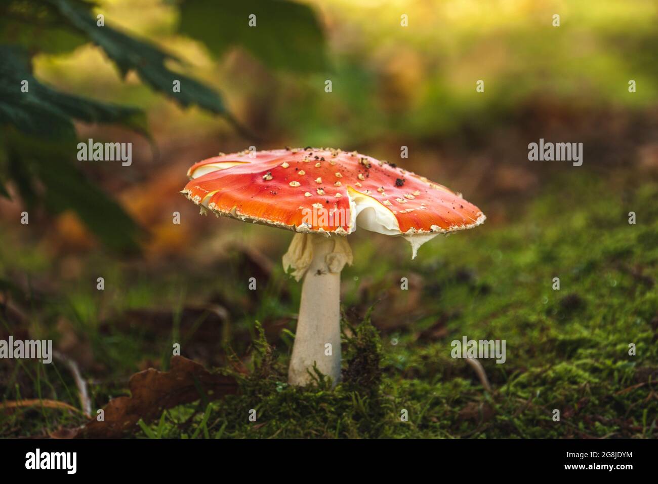 Mushroom in the Woods Stock Photo