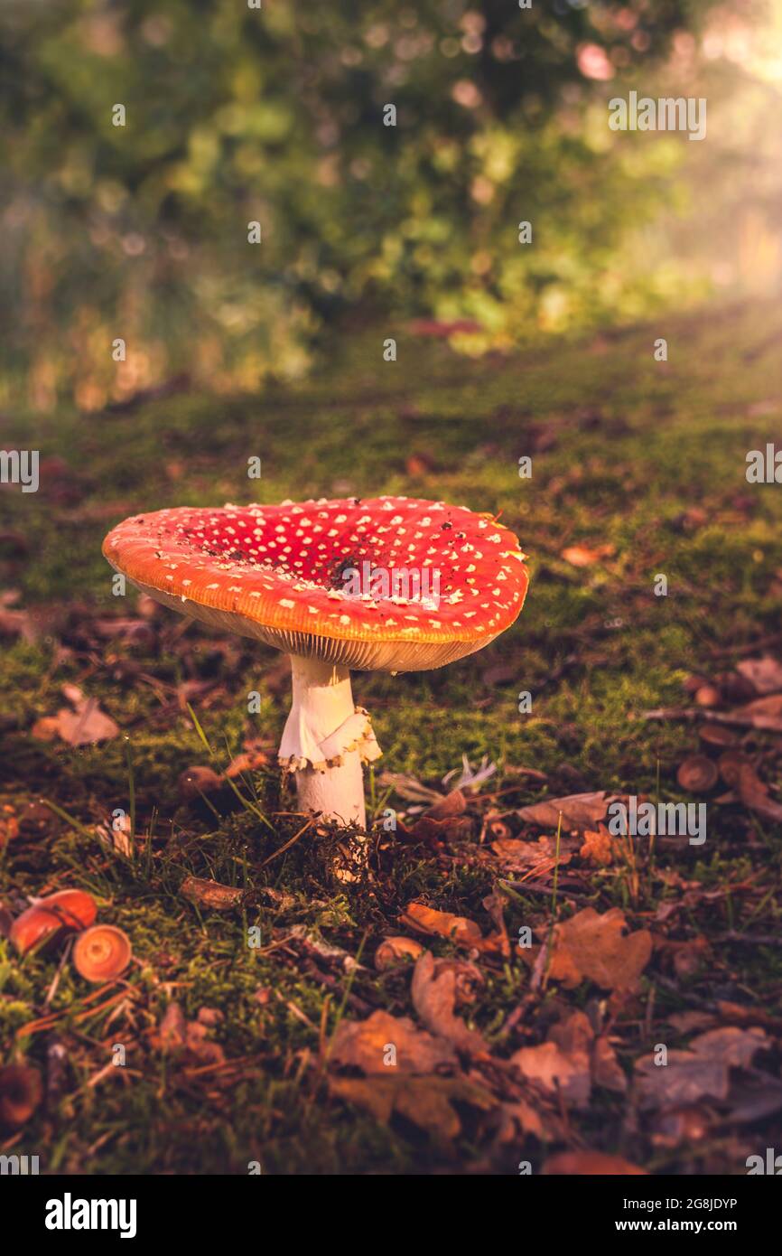 Mushroom in the forest Stock Photo
