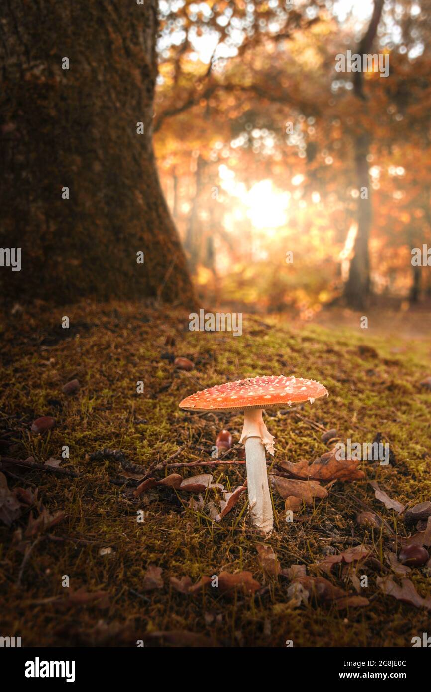 Mushroom in the woods Stock Photo