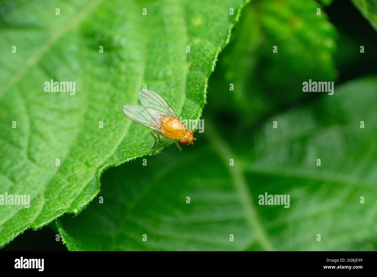 Dorsal view of fruit fly, Anastrepha ludens, Satara, Maharashtra, India Stock Photo