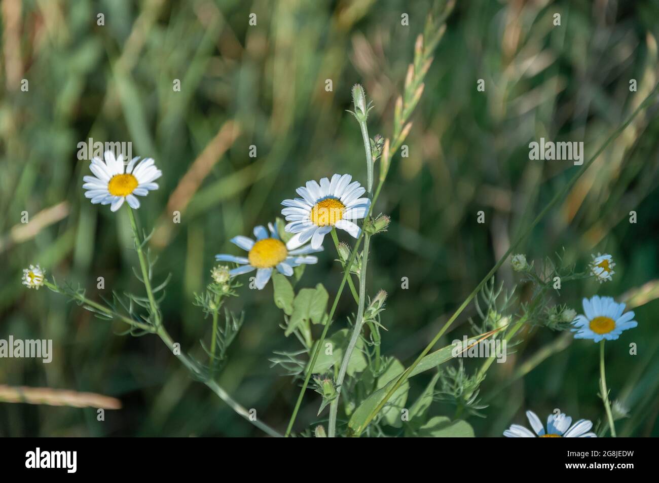 Daisy in a lawn. White chamomiles on green grass background. Daisy Meadow Stock Photo