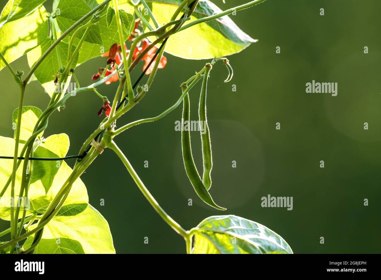 red flowering fire beans in the garden Stock Photo