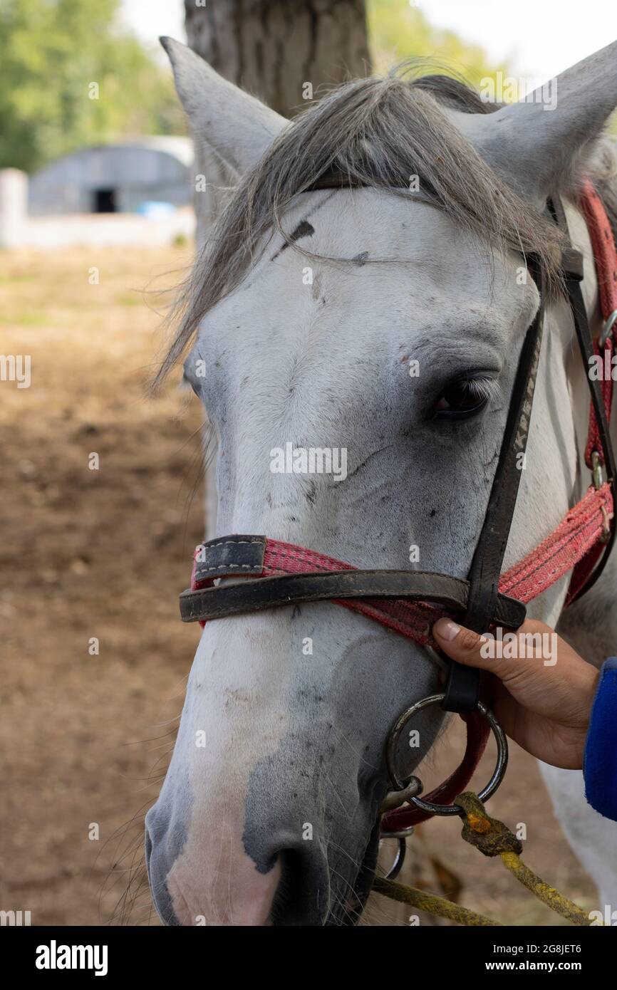 Horse bridle tongue hires stock photography and images Alamy