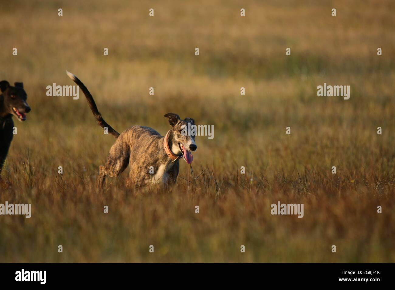 Indian breed dog, Satara, Maharashtra, India Stock Photo