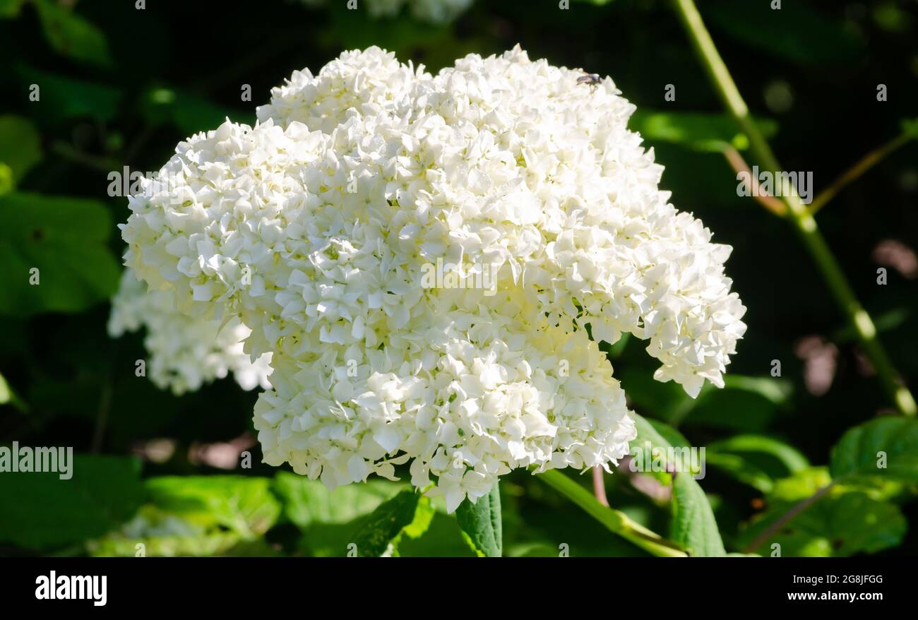 White Hydrangea arborescens flower close up with selective focus against blurred green leaves Stock Photo