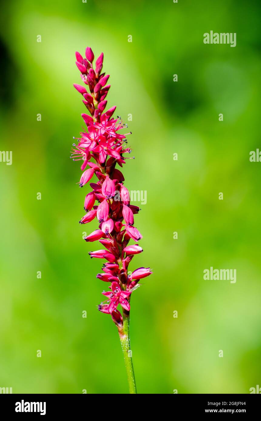 Red bistort Bistorta amplexicaulis Polygonum amplexicaule against blurred green background selective focus Stock Photo