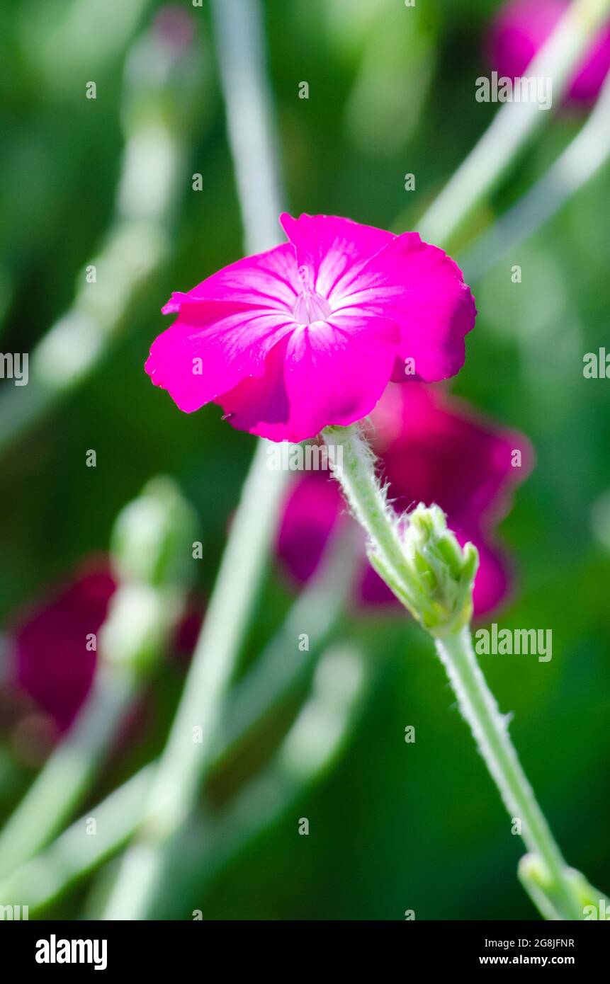 Lychnis coronaria silene coronaria pink flower in closeup selective focus against blurred green and pink background Stock Photo