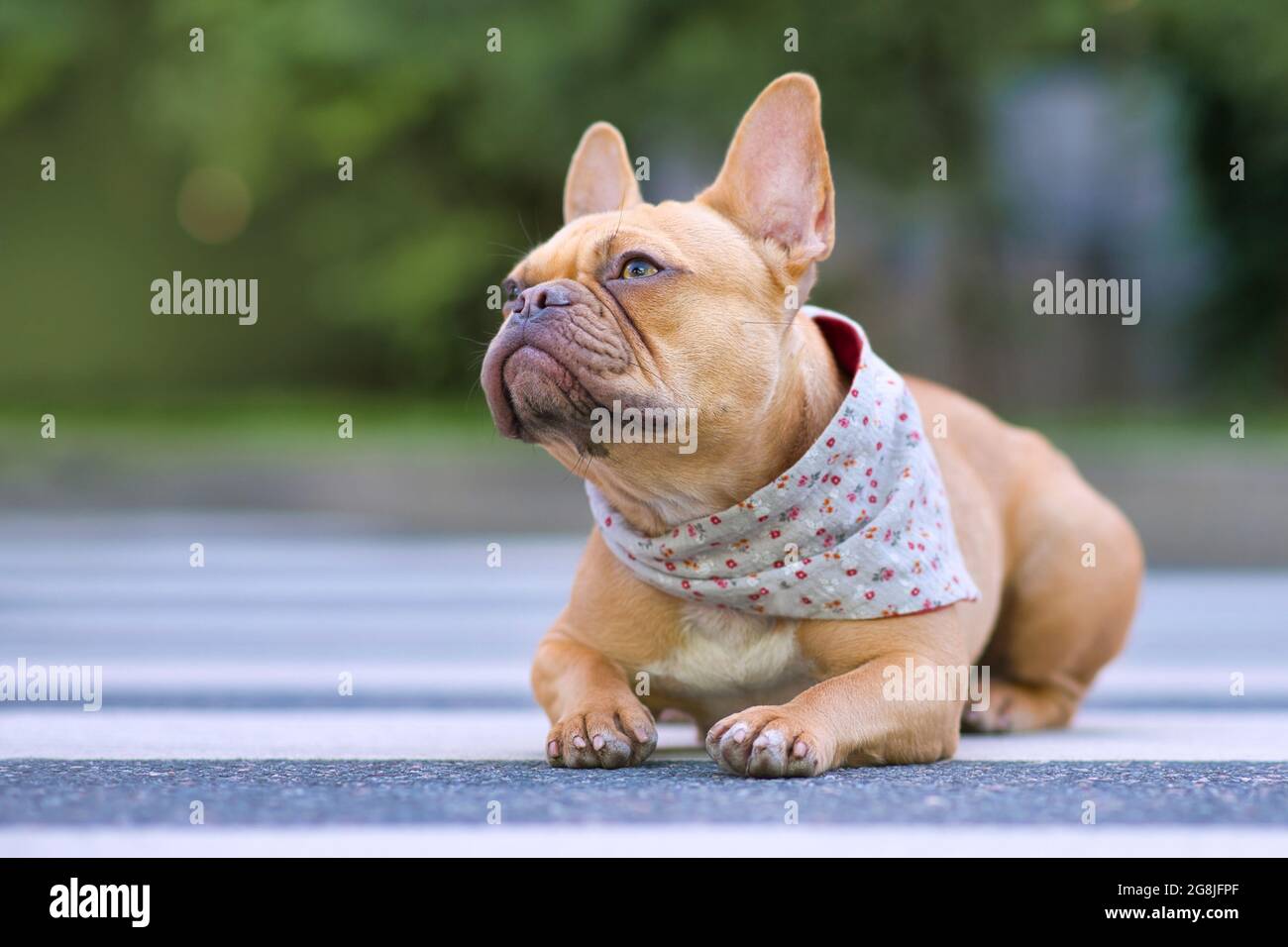 Well behaved red French Bulldog dog wearing a floral bandanna around neck Stock Photo