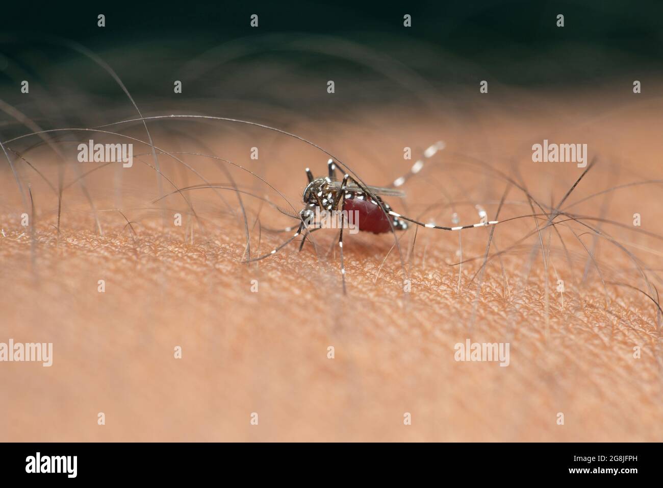 Yellow fever mosquito, Stegomyia albopicta, Satara, Maharashtra, India Stock Photo