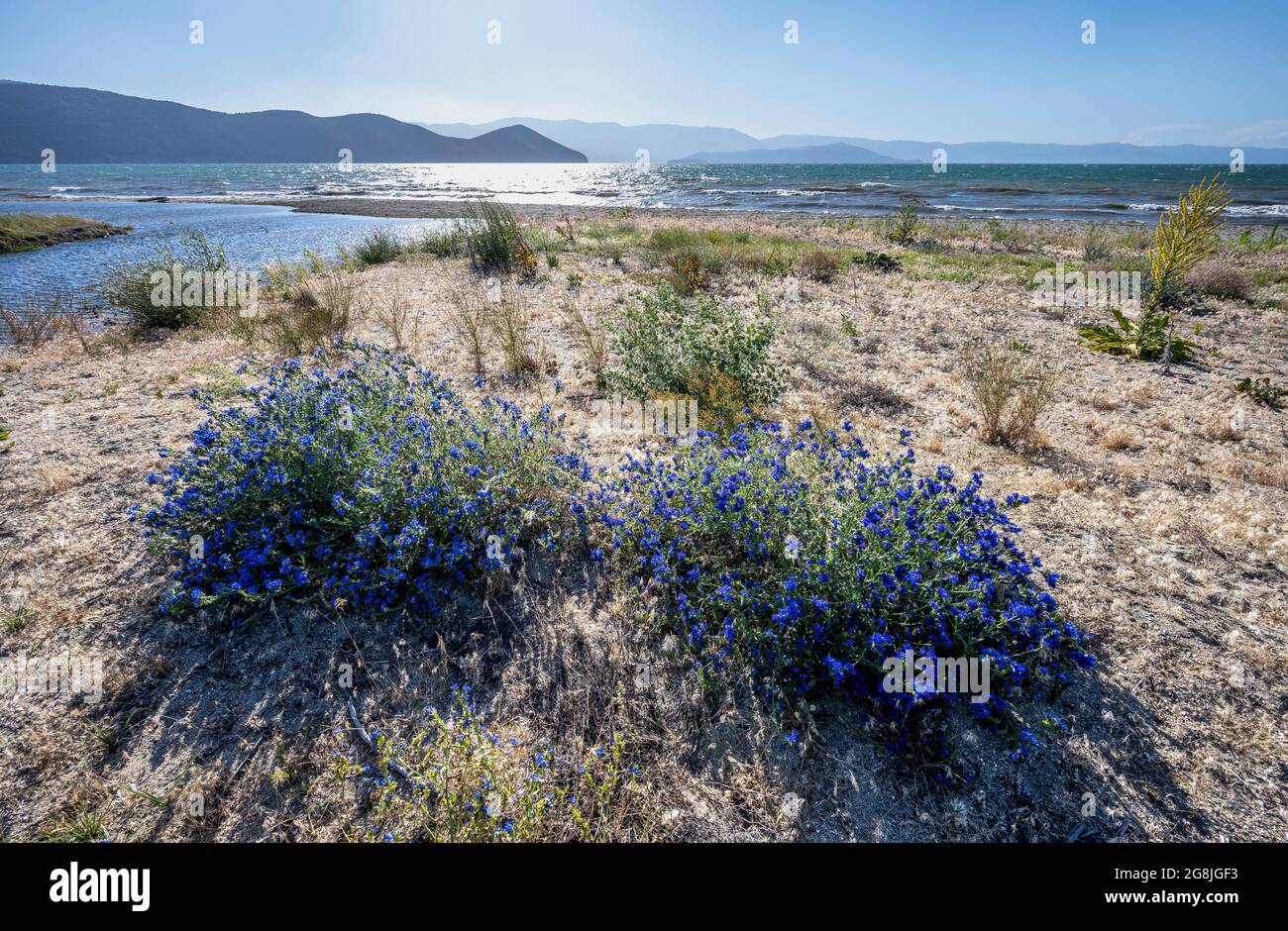 Wildflowers, Anchusa azurea, on the shore of Lake Prespa near the village of Lemos Macedonia, Northern Greece. Stock Photo