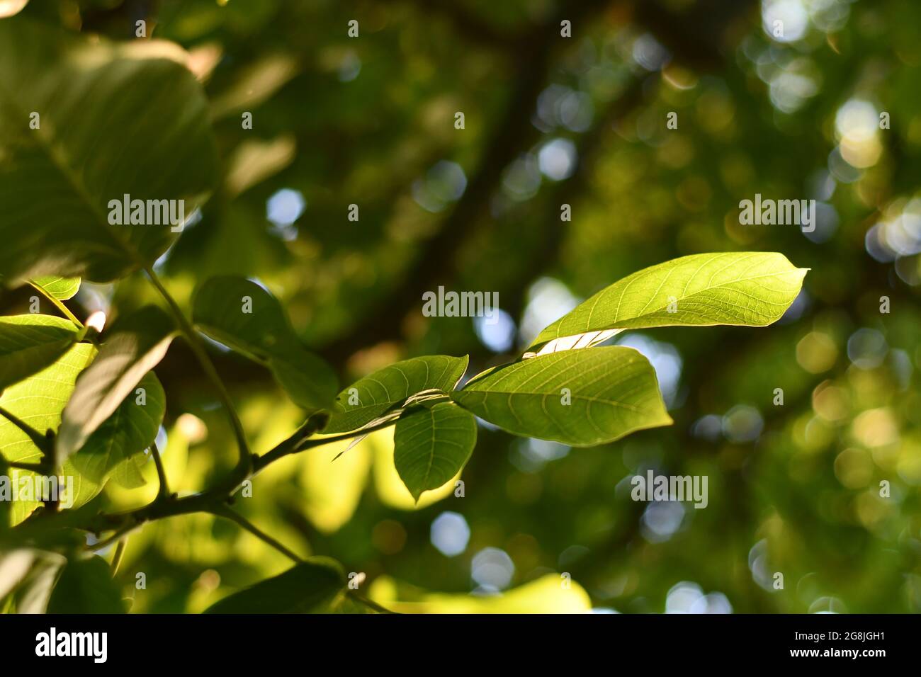 The underside of a branch of a walnut tree with the leaves reflecting the afternoon sunshine, walnut tree UK, Juglans regia Stock Photo