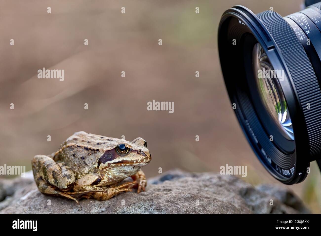 Common frog (Rana temporaria), also known as the European common frog ...