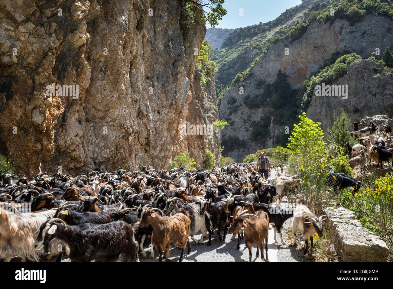 A large herd of goats in the Lagadha pass and gorge being taken up to their high pasture in the Taygetos mountains, between Kalamata and Mystras, Lako Stock Photo