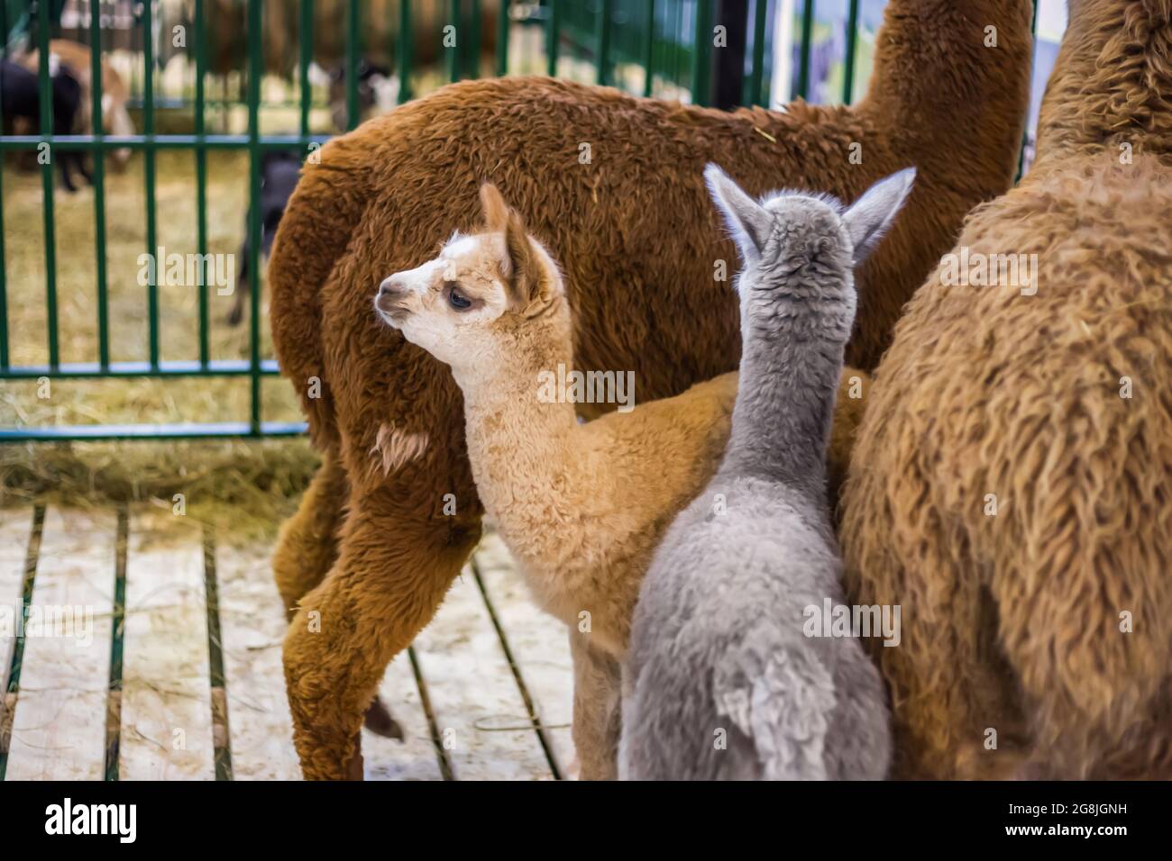 Portrait of cute little alpacas at agricultural animal exhibition Stock Photo