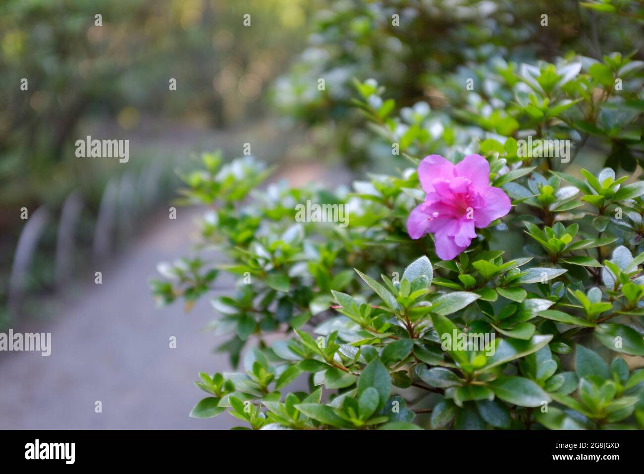 Purple flower blooming on a lush rhododendron shrub Stock Photo
