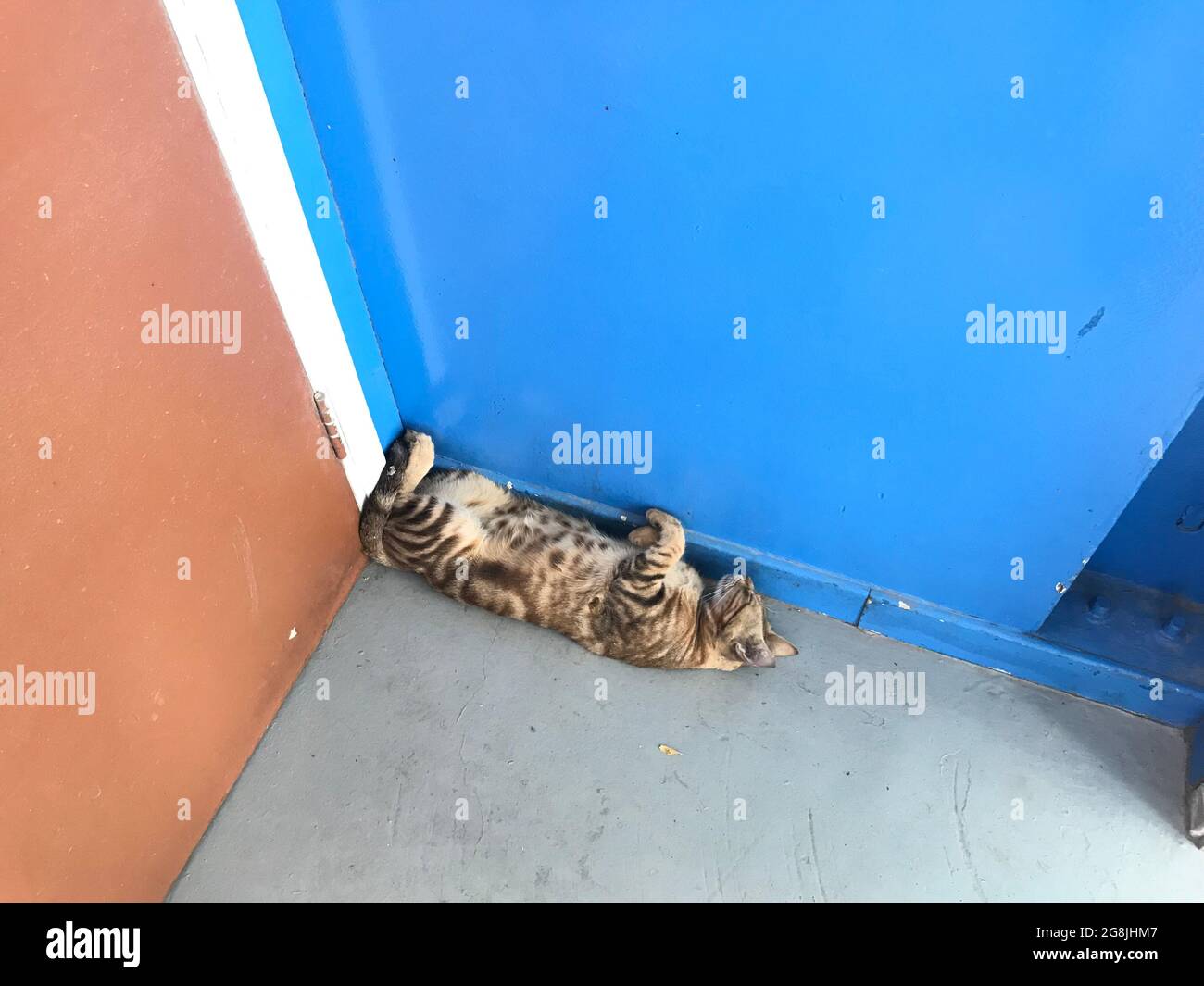 cat sleeping upside bend down sleeping behind door corner side may get squeezed Stock Photo