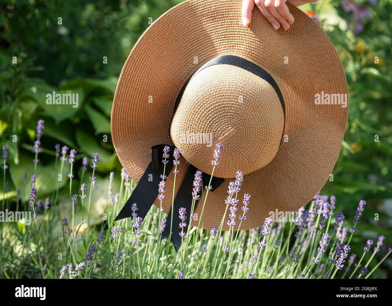 Large straw hat in the lavender bushes. Romantic summer concept Stock ...