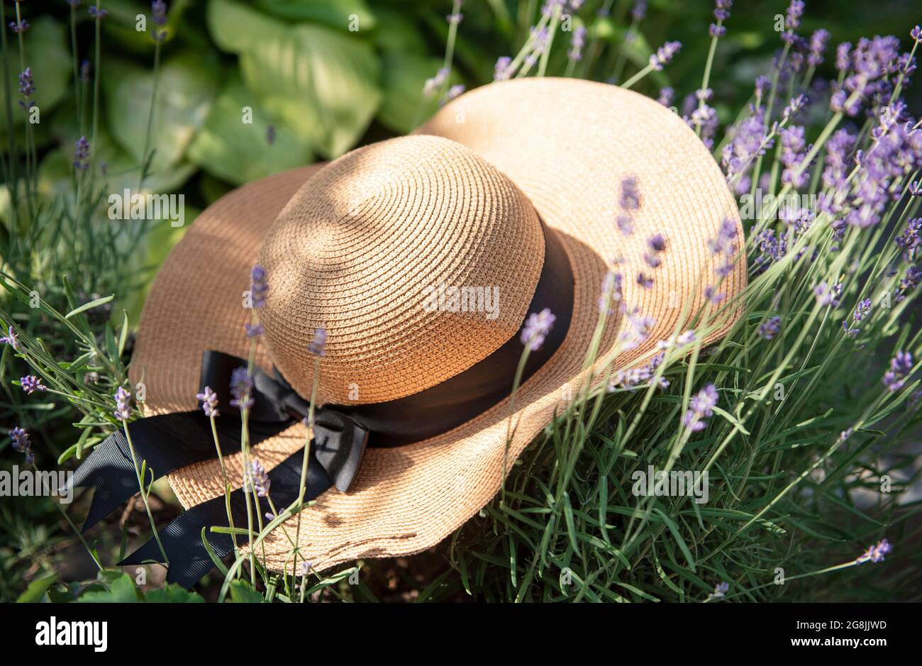 Large straw hat in the lavender bushes. Romantic summer concept Stock ...