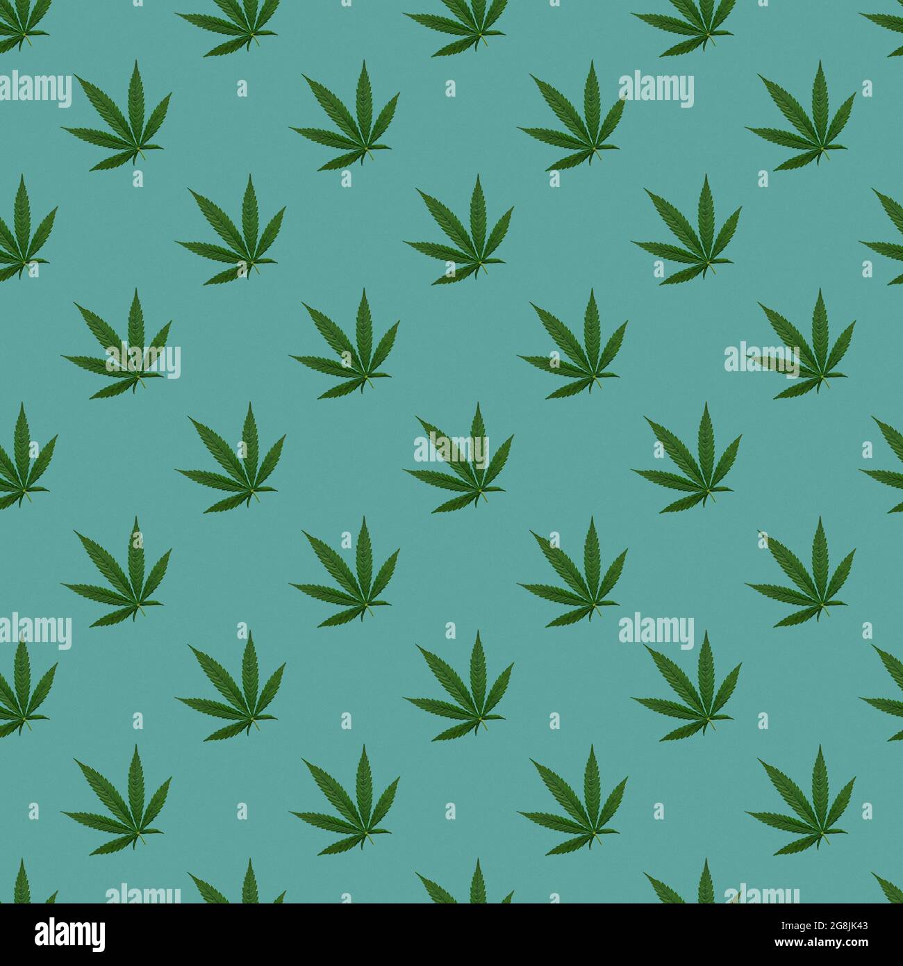 Hemp or cannabis leaves seamless pattern. Close up of fresh Cannabis ...