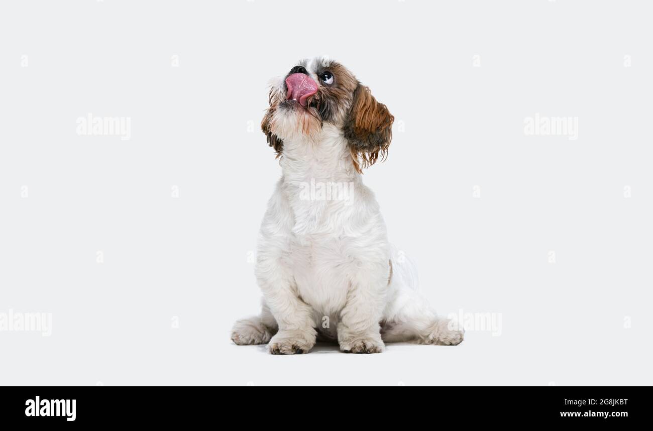 Dog licking muzzle sale