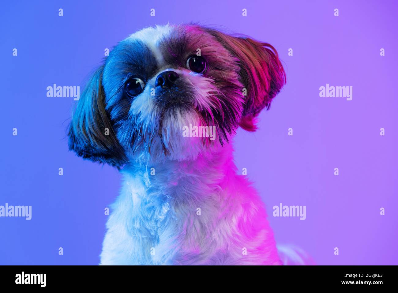 Close up portrait of cute little Shih Tzu dog sitting with its head tilted to one side isolated